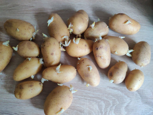 Image shows potatoes sprouting